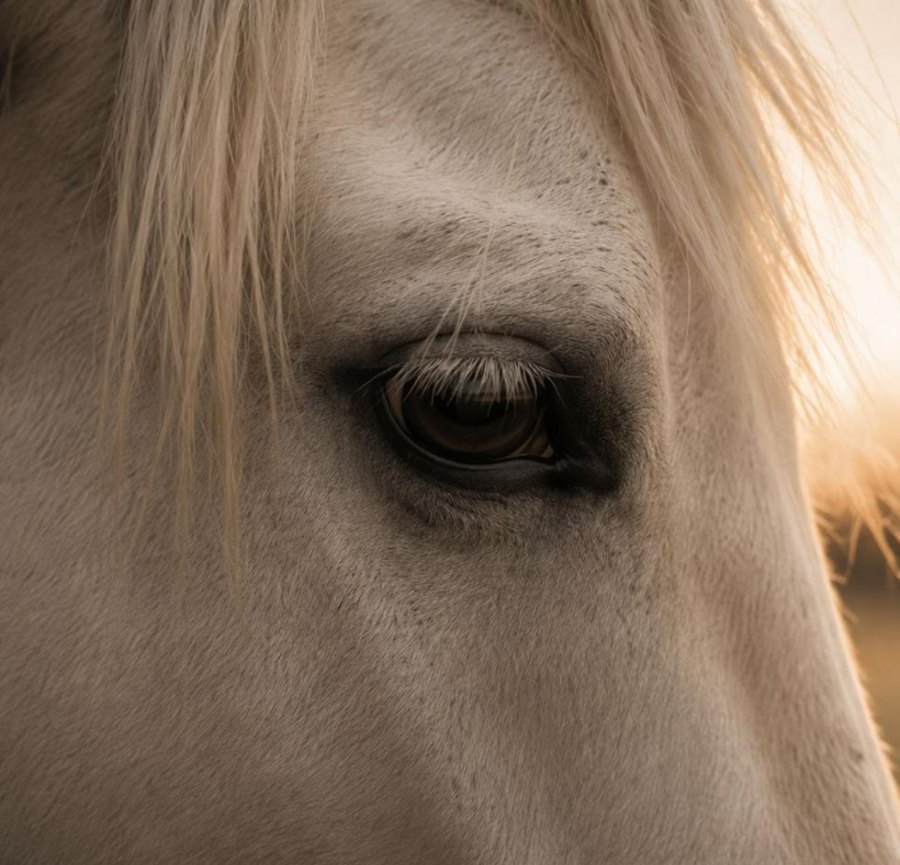 The soft eye of a pale horse
