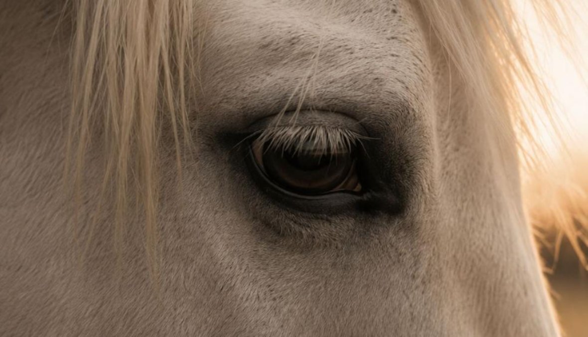 A close-up of a pale horse's eye catching the last warm light