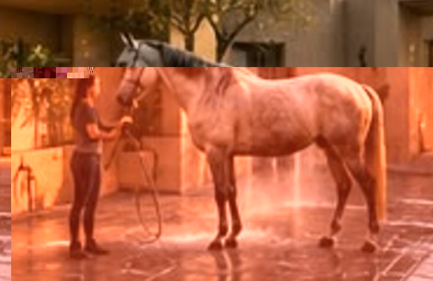 A grey horse enjoying a wash in the bay